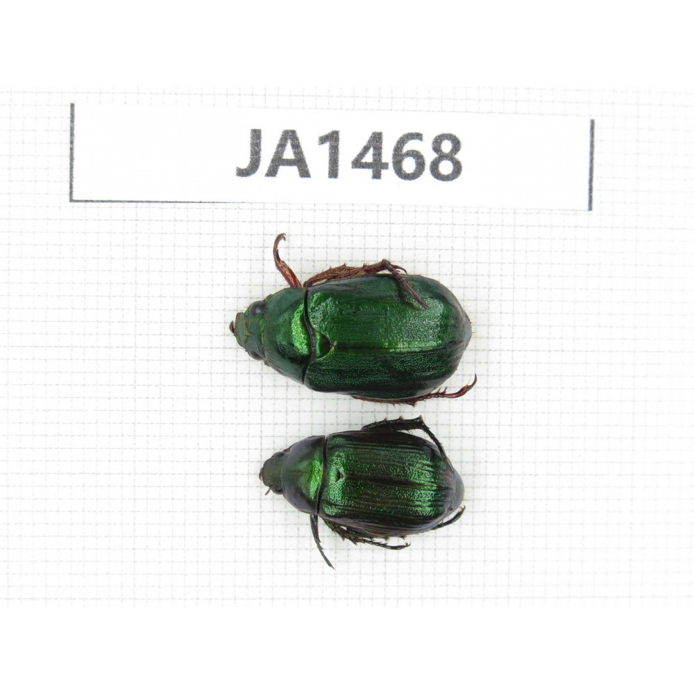 Rutelidae sp. Myanmar, Kechin, Nanse. 2Pcs. JA1468.