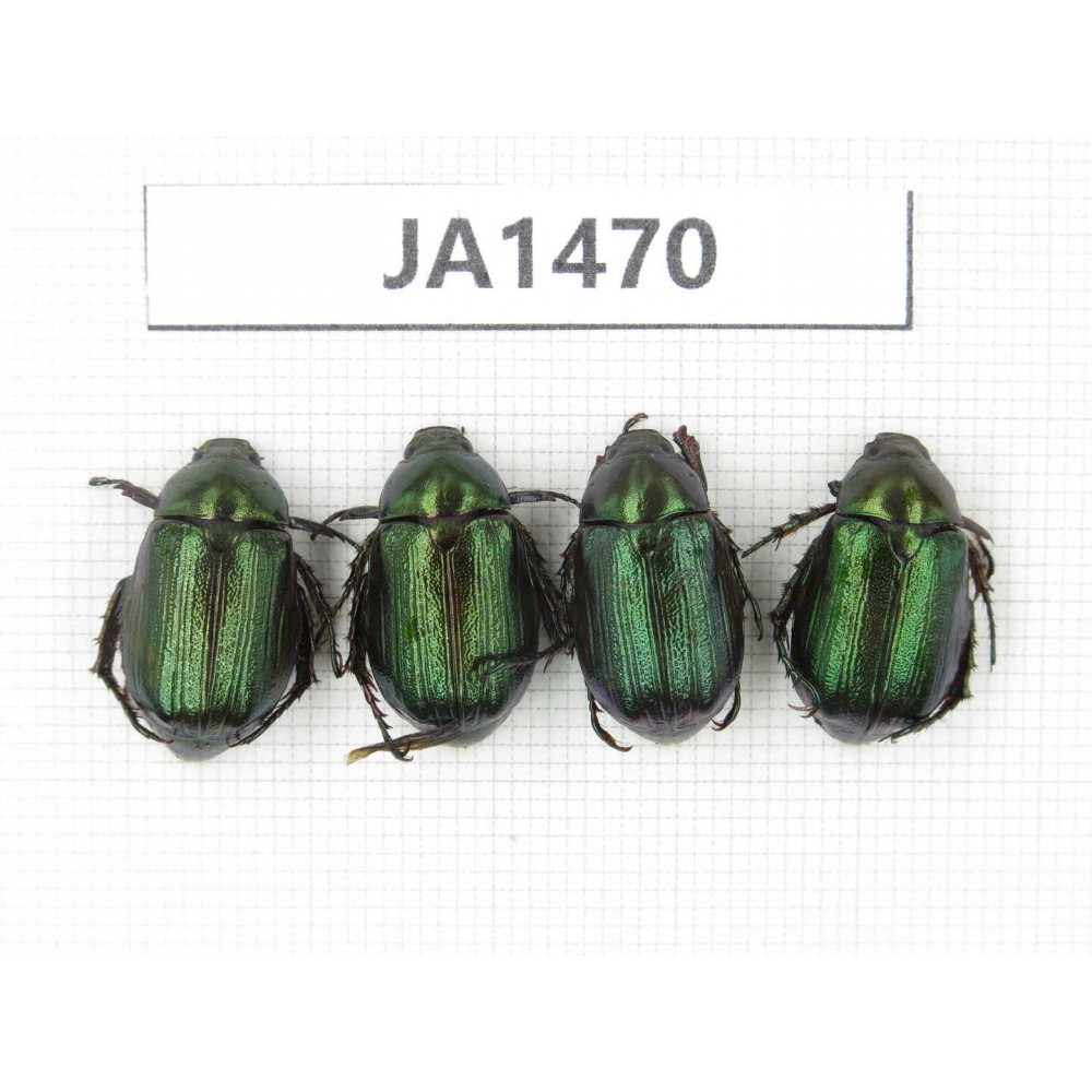 Rutelidae sp. Myanmar, Kechin, Nanse. 4Pcs. JA1470.