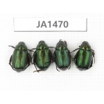 Rutelidae sp. Myanmar, Kechin, Nanse. 4Pcs. JA1470.