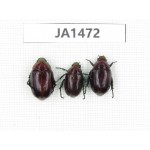 Rutelidae sp. Myanmar, Kechin, Nanse. 3Pcs. JA1472.