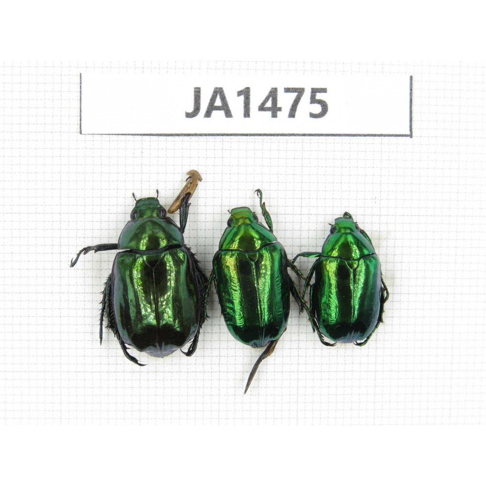 Rutelidae sp. Myanmar, Kechin, Nanse. 3Pcs. JA1475.