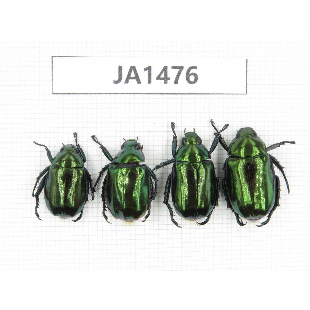 Rutelidae sp. Myanmar, Kechin, Nanse. 4Pcs. JA1476.