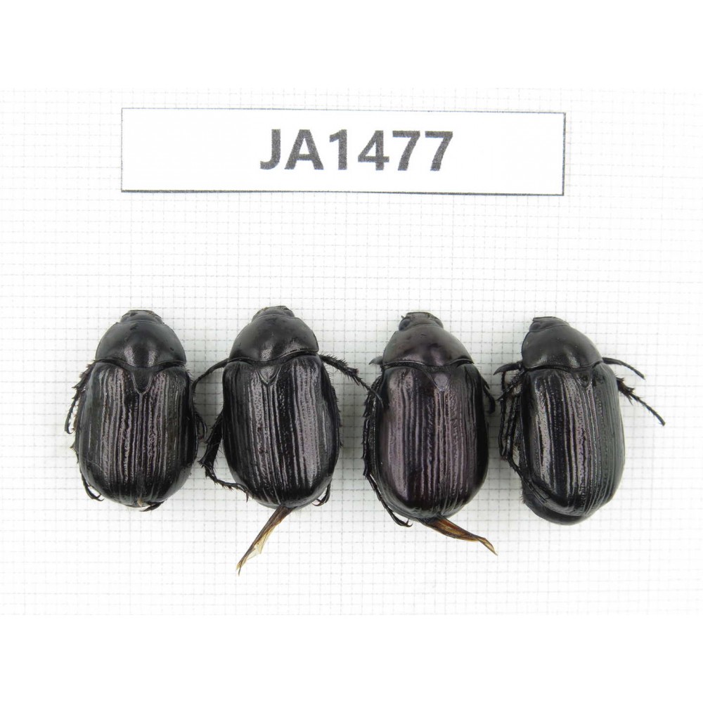 Rutelidae sp. Myanmar, Kechin, Nanse. 4Pcs. JA1477.