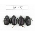 Rutelidae sp. Myanmar, Kechin, Nanse. 4Pcs. JA1477.