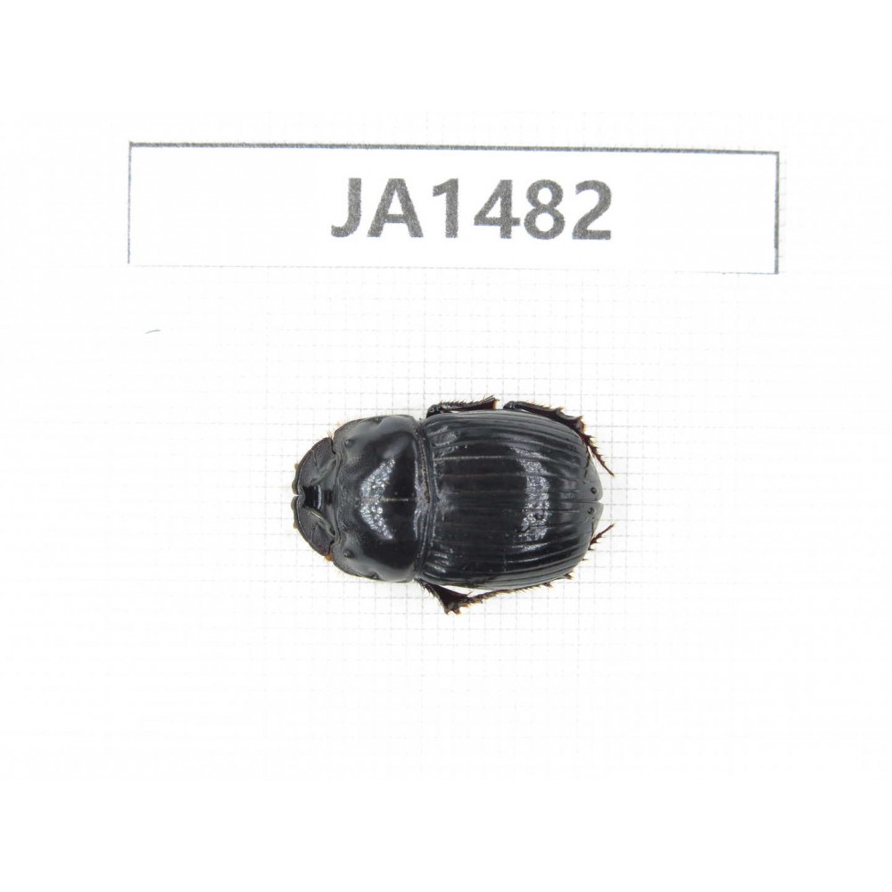 Geotrupidae sp. China, Yunnan, Nujiang, Gongshan county. 1Pcs. JA1482.