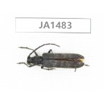 Cerambycidae sp. China, Yunnan, Nujiang, Gongshan county. 1Pcs. JA1483.