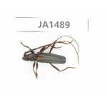 Cerambycidae sp. China, Yunnan, Nujiang, Gongshan county. 1Pcs. JA1489.