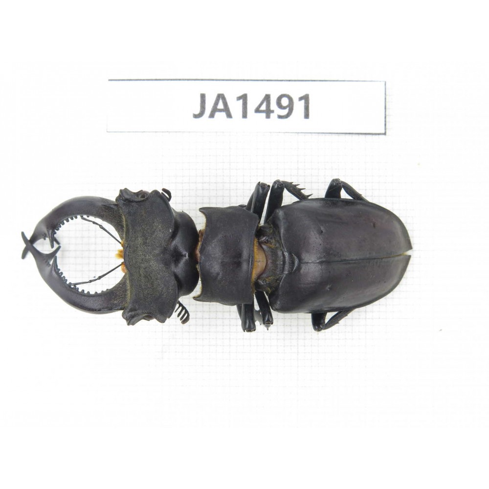 Lucanus sp. China, Yunnan, Honghe, Jinping county. 1M. JA1491.