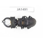 Lucanus sp. China, Yunnan, Honghe, Jinping county. 1M. JA1491.