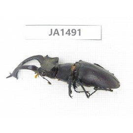 Lucanus sp. China, Yunnan, Honghe, Jinping county. 1M. JA1491.