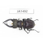 Lucanus sp. China, Yunnan, Honghe, Jinping county. 1M. JA1492.