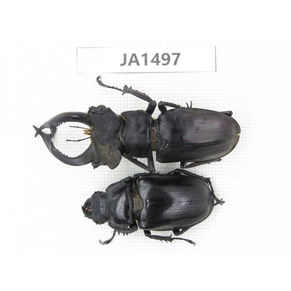 Lucanus sp. China, Yunnan, Honghe, Jinping county. 1P. JA1497.
