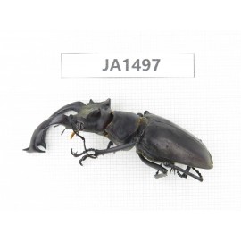 Lucanus sp. China, Yunnan, Honghe, Jinping county. 1P. JA1497.