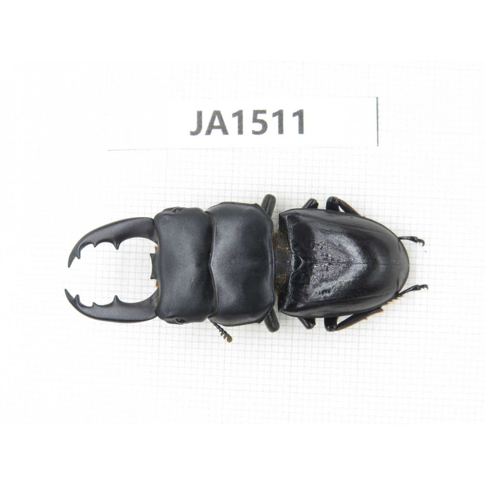 Dorcus sp. China, Yunnan, Honghe, Jinping county. 1M. JA1511.