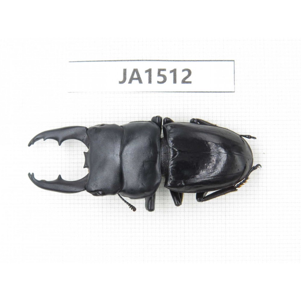 Dorcus sp. China, Yunnan, Honghe, Jinping county. 1M. JA1512.