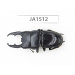 Dorcus sp. China, Yunnan, Honghe, Jinping county. 1M. JA1512.