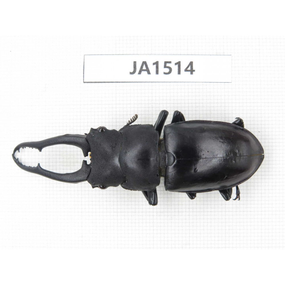 Hexarthrius sp. China, Yunnan, Honghe, Jinping county. 1M. JA1514.