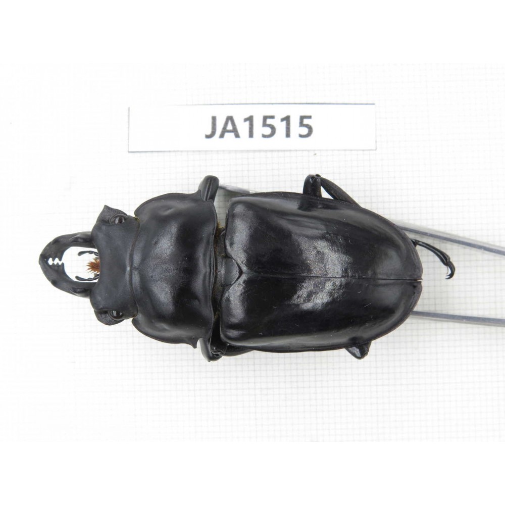Neolucanus sp. China, Yunnan, Honghe, Jinping county. 1M. JA1515.