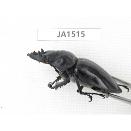 Neolucanus sp. China, Yunnan, Honghe, Jinping county. 1M. JA1515.