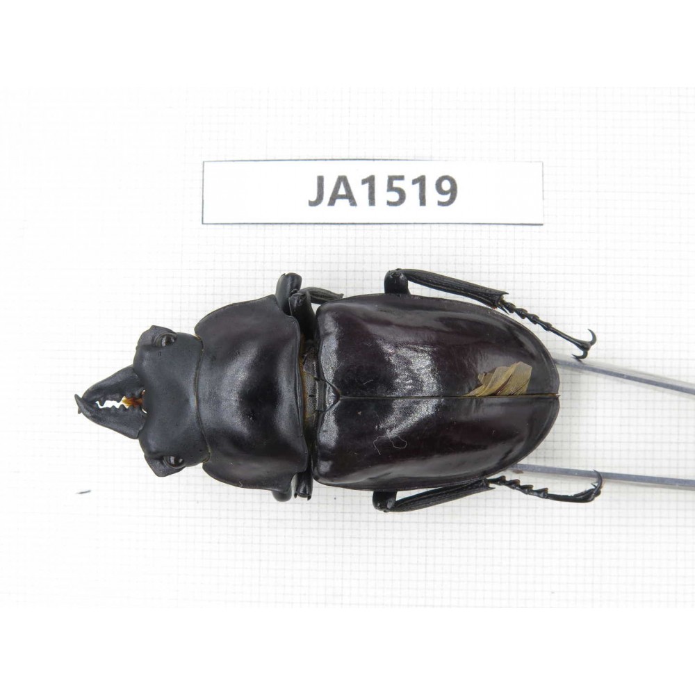 Neolucanus sp. China, Yunnan, Honghe, Jinping county. 1M. JA1519.