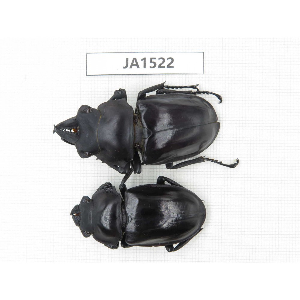 Neolucanus sp. China, Yunnan, Honghe, Jinping county. 1P. JA1522.