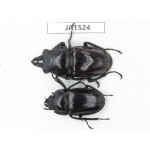 Neolucanus sp. China, Yunnan, Honghe, Jinping county. 1P. JA1524.