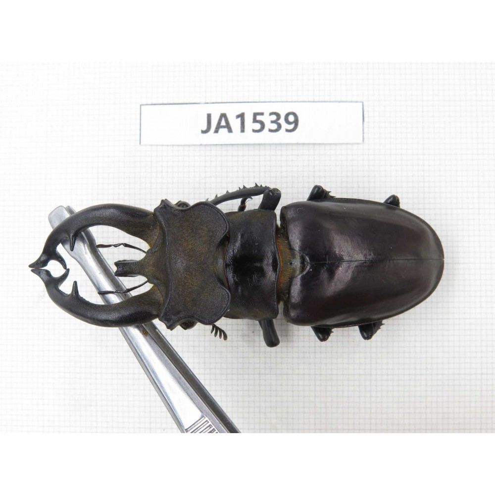 Lucanus fryi. China, Tibet, Linzhi, Motuo county. 1M. JA1539.