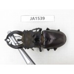 Lucanus fryi. China, Tibet, Linzhi, Motuo county. 1M. JA1539.