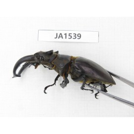 Lucanus fryi. China, Tibet, Linzhi, Motuo county. 1M. JA1539.