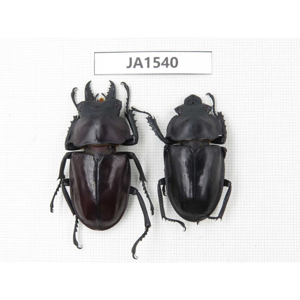 Neolucanus sp. China, Guizhou, Qiandongnan, Mt.Leigongshan. 1P. JA1540.