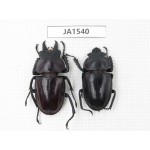 Neolucanus sp. China, Guizhou, Qiandongnan, Mt.Leigongshan. 1P. JA1540.