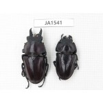 Neolucanus sp. China, Guizhou, Qiandongnan, Mt.Leigongshan. 1P. JA1541.