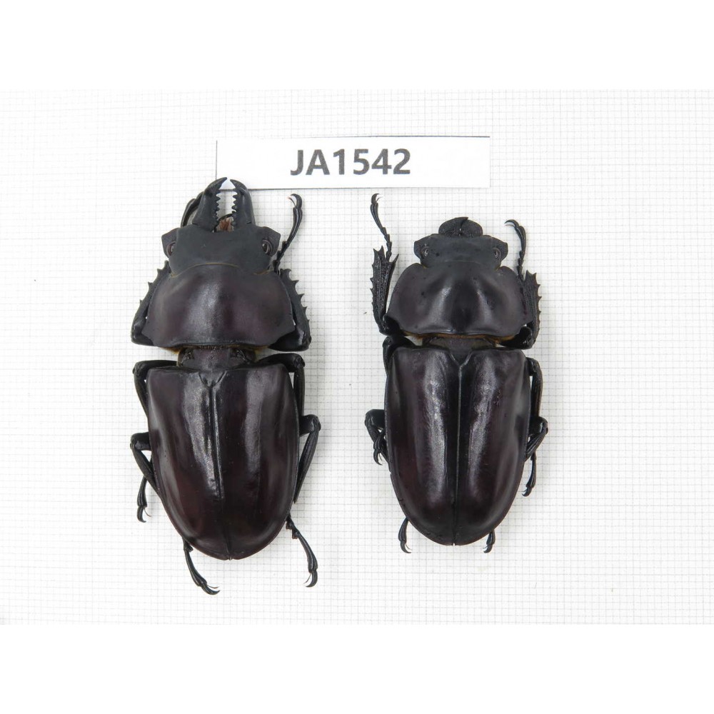 Neolucanus sp. China, Guizhou, Qiandongnan, Mt.Leigongshan. 1P. JA1542.