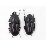 Neolucanus sp. China, Guizhou, Qiandongnan, Mt.Leigongshan. 1P. JA1542.
