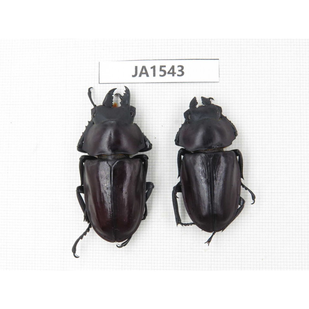 Neolucanus sp. China, Guizhou, Qiandongnan, Mt.Leigongshan. 1P. JA1543.