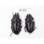 Neolucanus sp. China, Guizhou, Qiandongnan, Mt.Leigongshan. 1P. JA1543.