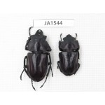 Neolucanus sp. China, Guizhou, Qiandongnan, Mt.Leigongshan. 1P. JA1544.