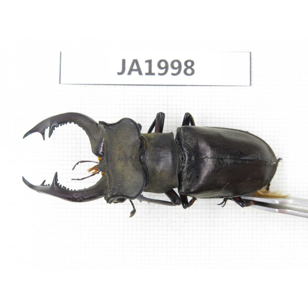 Lucanus prossi. Myanmar, Kechin, Nanse. 1M. JA1998.