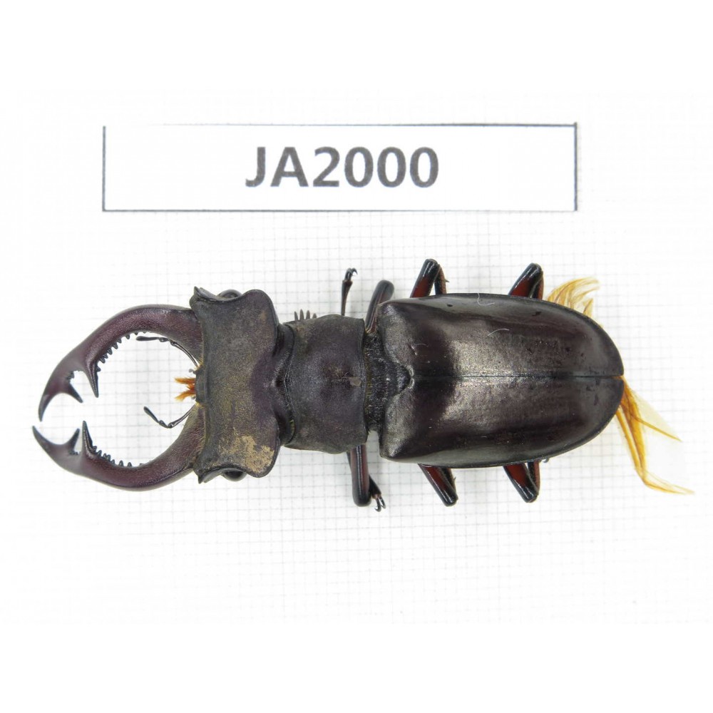 Lucanus prossi. Myanmar, Kechin, Nanse. 1M. JA2000.