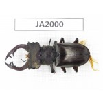 Lucanus prossi. Myanmar, Kechin, Nanse. 1M. JA2000.