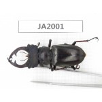 Lucanus prossi. Myanmar, Kechin, Nanse. 1M. JA2001.