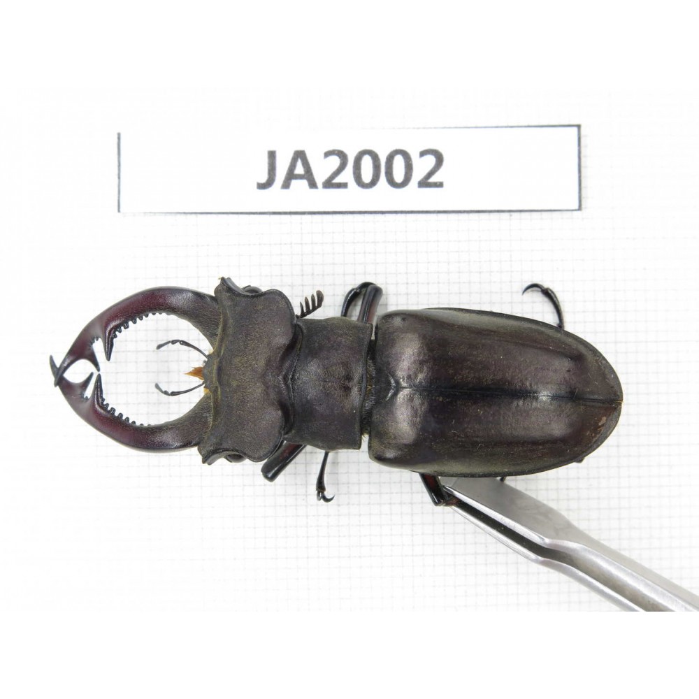 Lucanus prossi. Myanmar, Kechin, Nanse. 1M. JA2002.