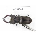 Lucanus prossi. Myanmar, Kechin, Nanse. 1M. JA2002.