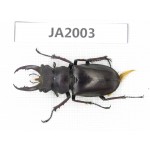 Lucanus sp. Myanmar, Kechin, Nanse. 1M. JA2003.