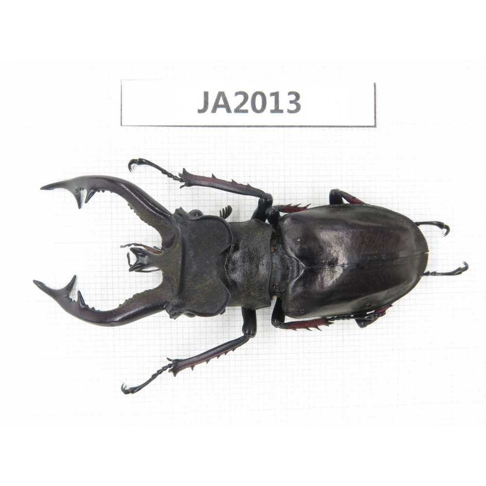 Lucanus tibetanus ssp. Myanmar, Kechin, Nanse. 1M. JA2013.