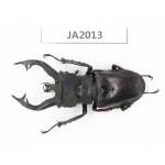 Lucanus tibetanus ssp. Myanmar, Kechin, Nanse. 1M. JA2013.