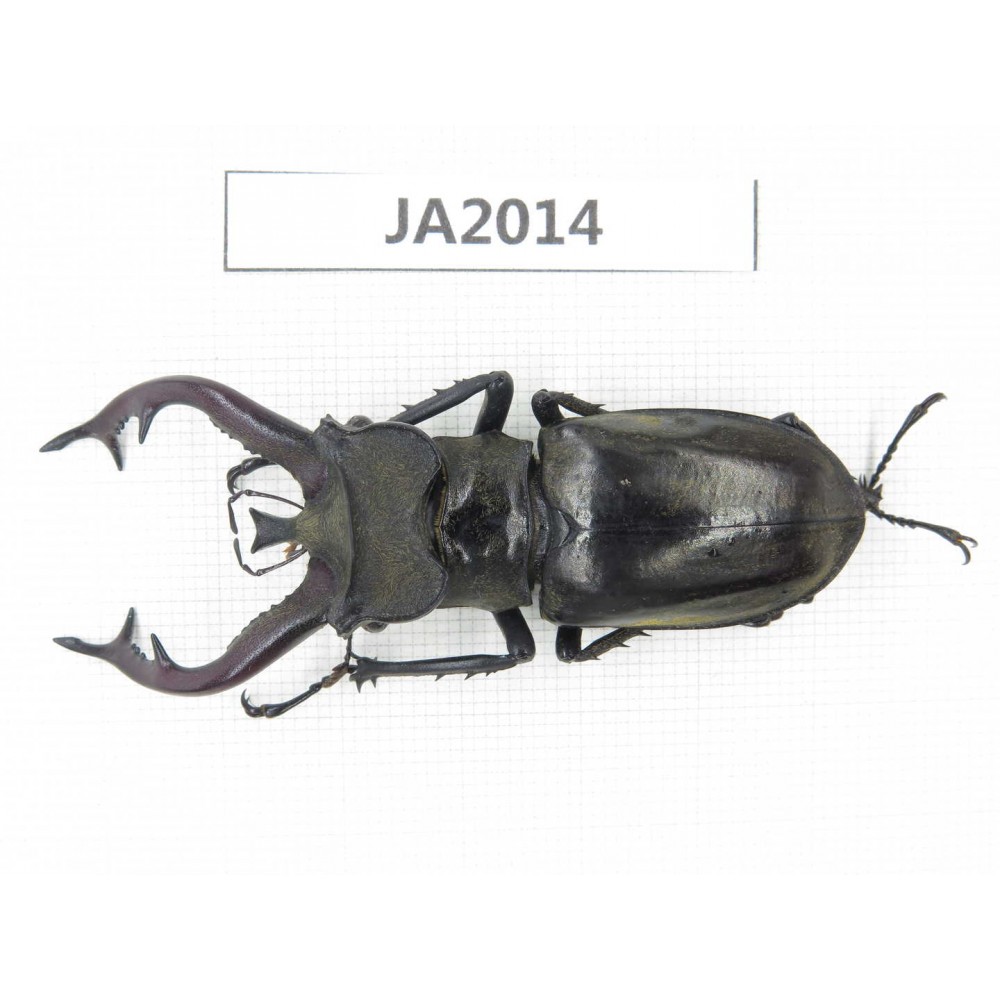 Lucanus tibetanus ssp. Myanmar, Kechin, Nanse. 1M. JA2014.