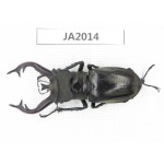 Lucanus tibetanus ssp. Myanmar, Kechin, Nanse. 1M. JA2014.