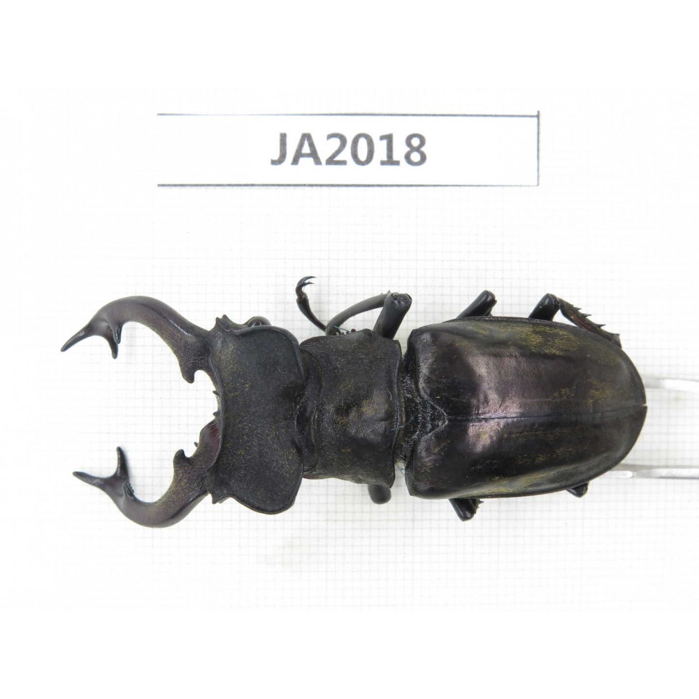 Lucanus nangsara. Myanmar, Kechin, Nanse. 1M. JA2018.