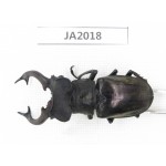 Lucanus nangsara. Myanmar, Kechin, Nanse. 1M. JA2018.
